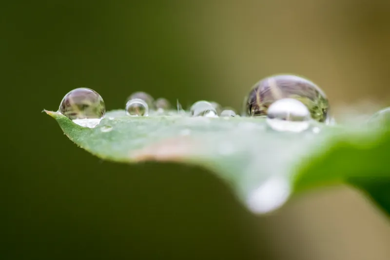 Raindrops, orchard, Penryn. 2019.